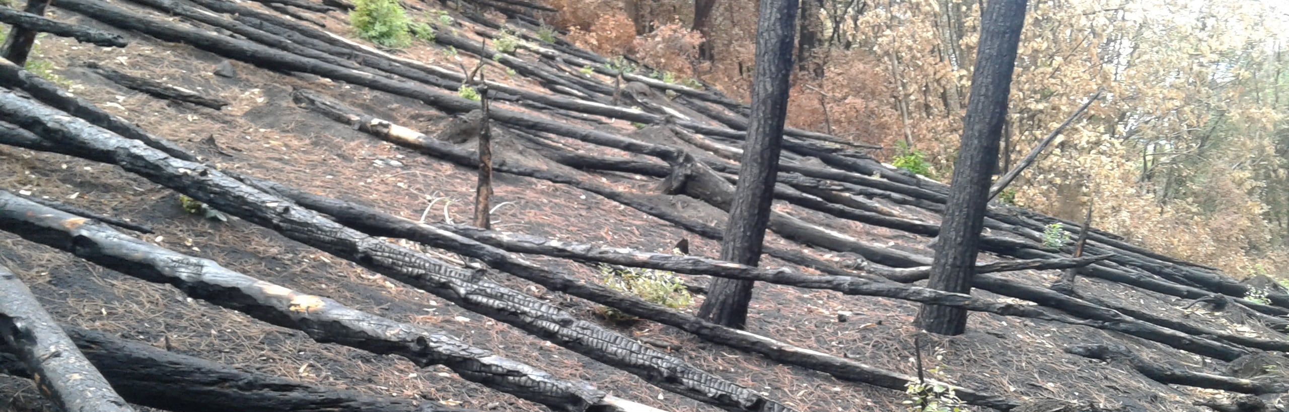 Vesuvio, dove la natura sfida la devastazione