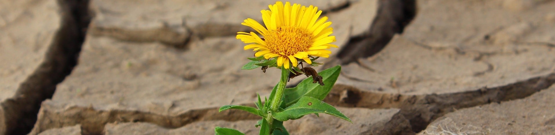  Quaresima: lab-oratorio di speranza per il creato