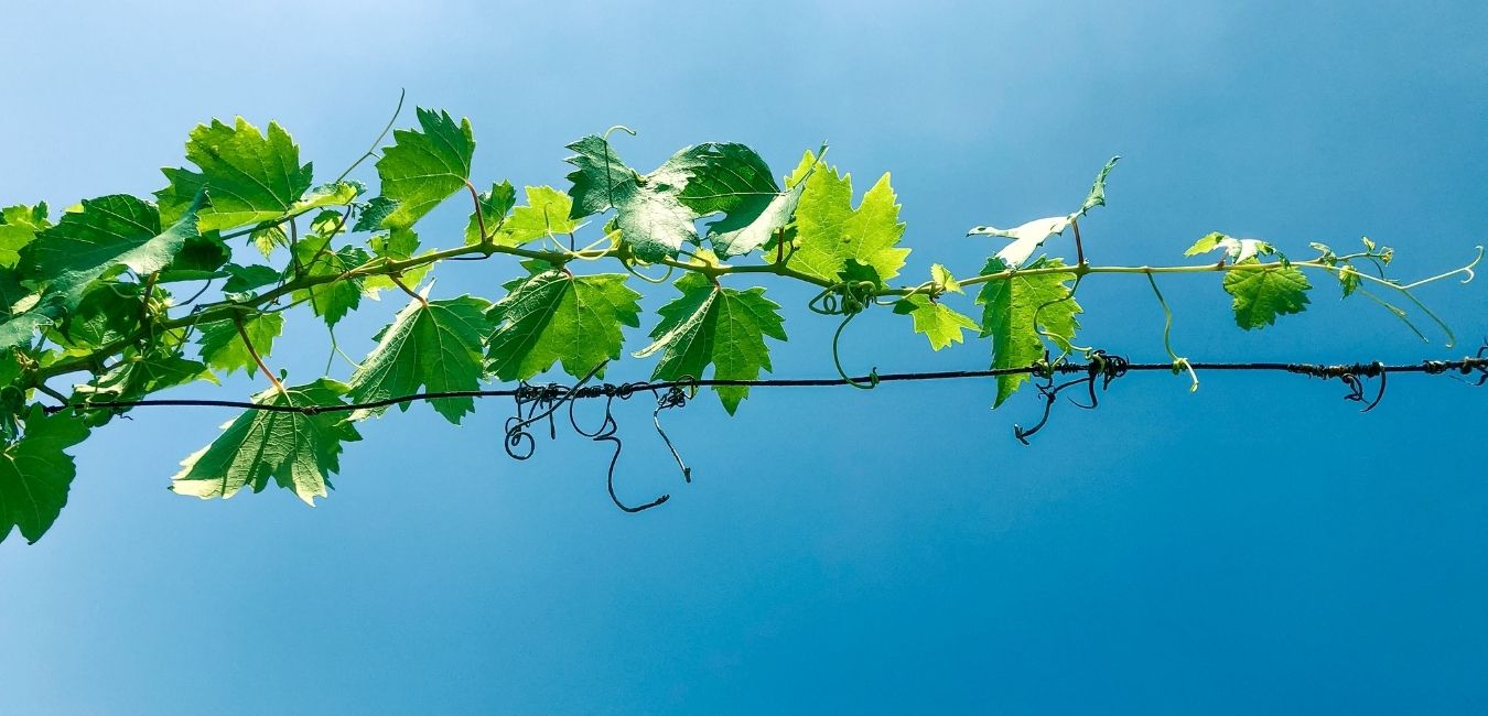 Settimana di preghiera per l'unità dei cristiani